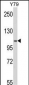 MTHFD1 Antibody (Center P550)